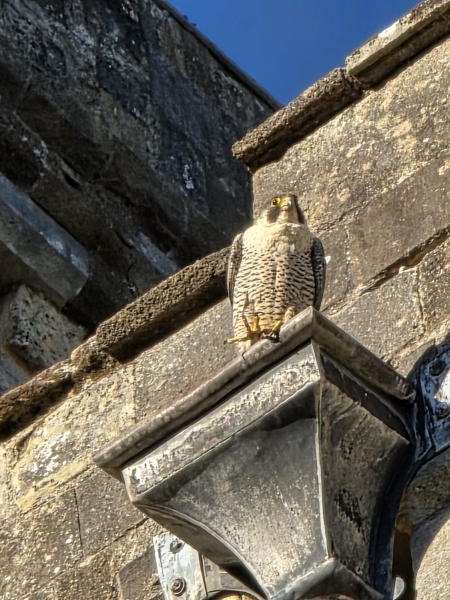 click to view large version